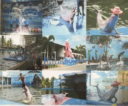 โลมาโชว์ พัทยา Pattaya Dolphin World